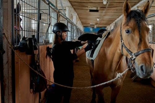 Picking the out horse saddle pads: things horse owners must know